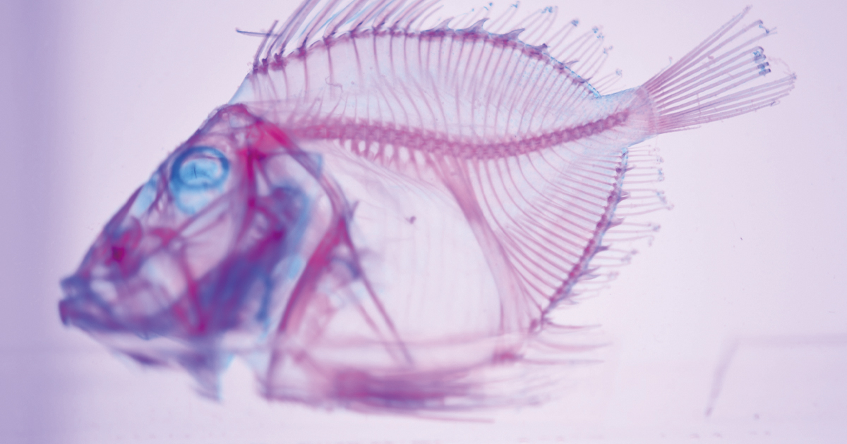 【コッカク（骨格）を手に入れる方法】綺麗な字を書くために知っておいてほしい事